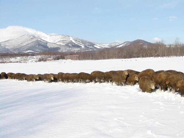 ヨークシャーファーム