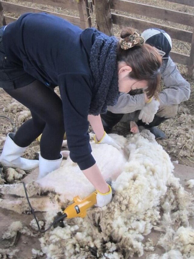 ヨークシャーファーム