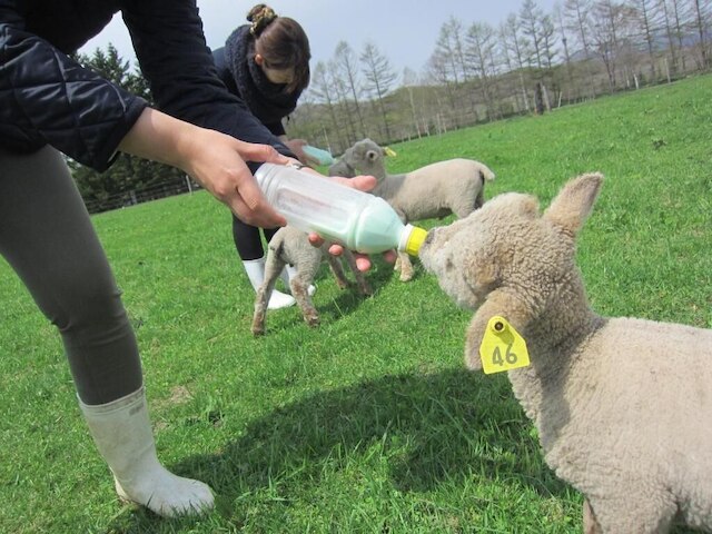 ヨークシャーファーム