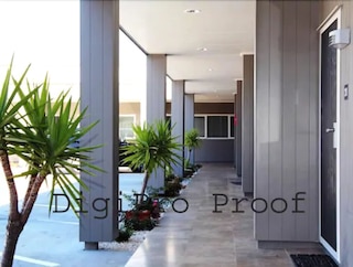 オークランド フェニックス パーム