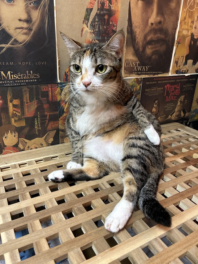 シイメン トリプル タイガー ホステル (西門三只老虎)