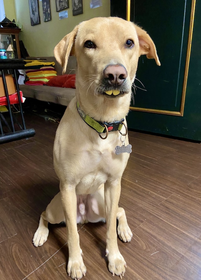 シイメン トリプル タイガー ホステル (西門三只老虎)