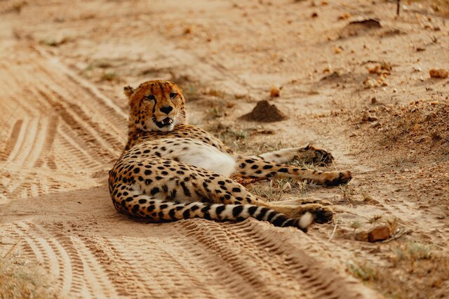 ラディソン サファリ ホテル ホドスプルイト