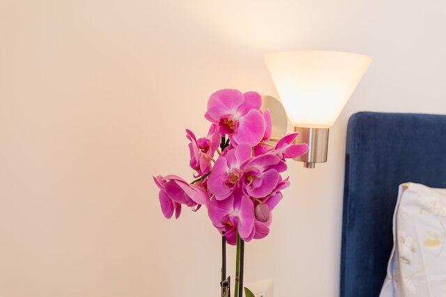 ブルーパルテノペスイート