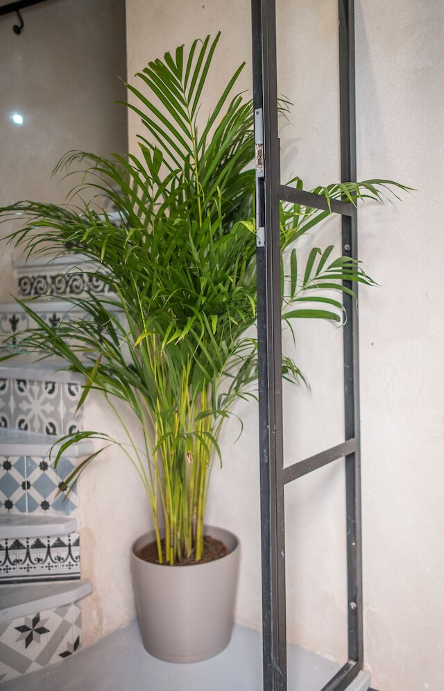 レイ・デ・セビリャ・フラット・デュプレックス・ムセオ