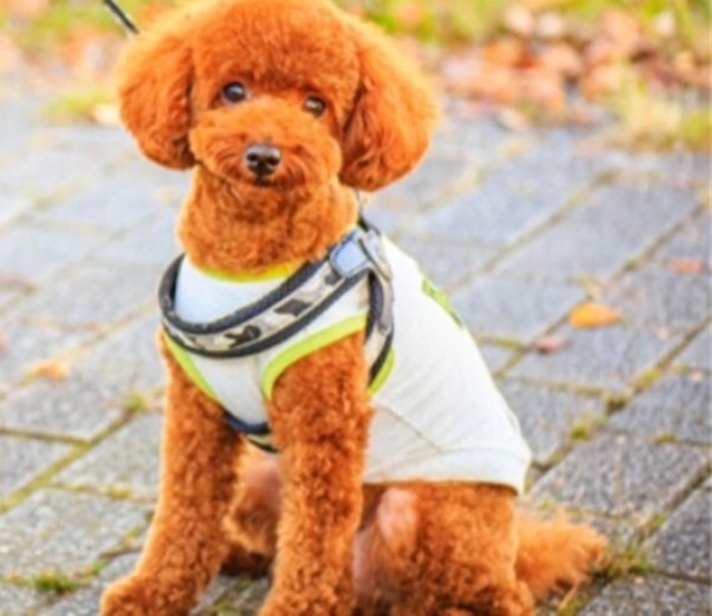 くじゅう花公園キャンピングリゾート花と星