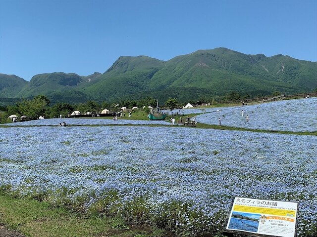くじゅう花公園キャンピングリゾート花と星