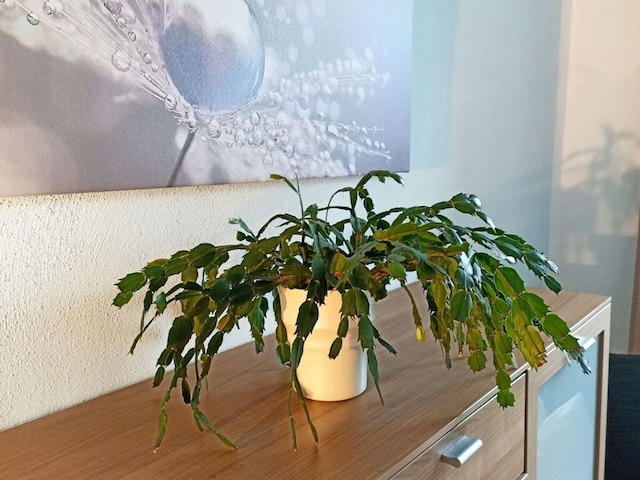 ホリデーアパートメント コーヒーミル