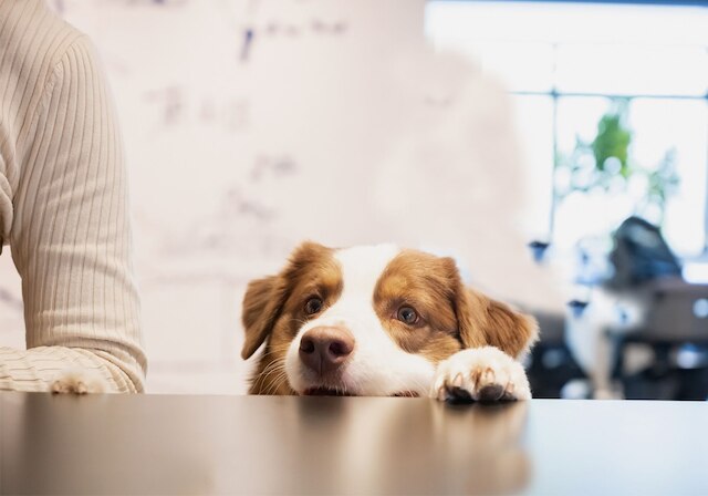 hotel anddoggy京都二条