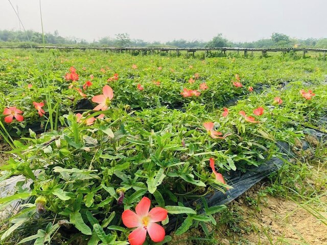 タンチェム ヴィレッジ