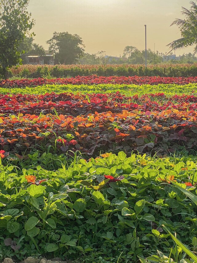 タンチェム ヴィレッジ
