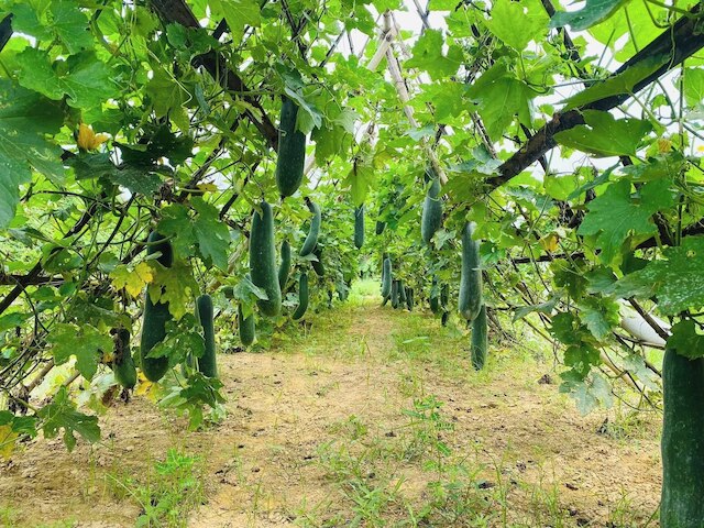 タンチェム ヴィレッジ