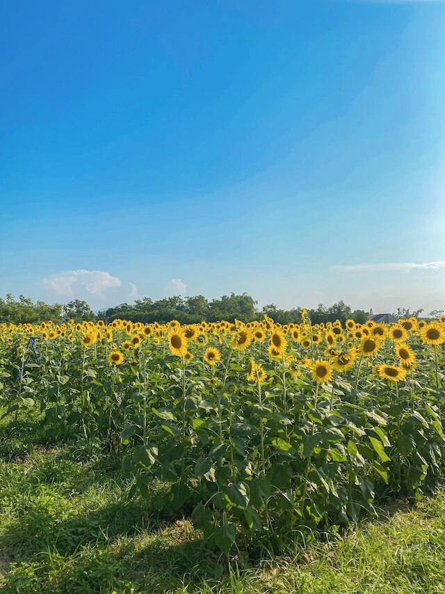 タンチェム ヴィレッジ