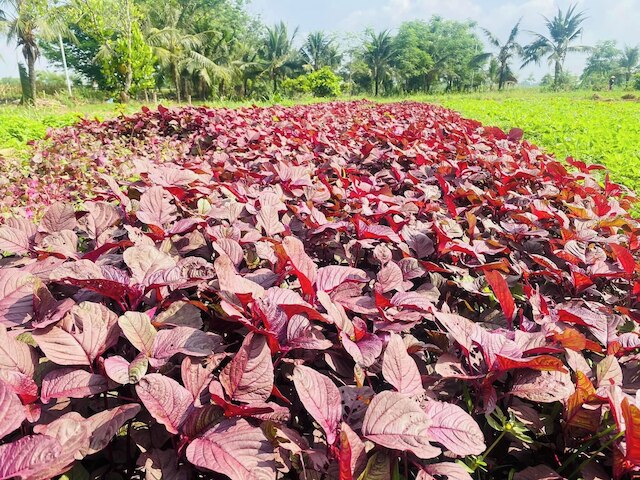 タンチェム ヴィレッジ