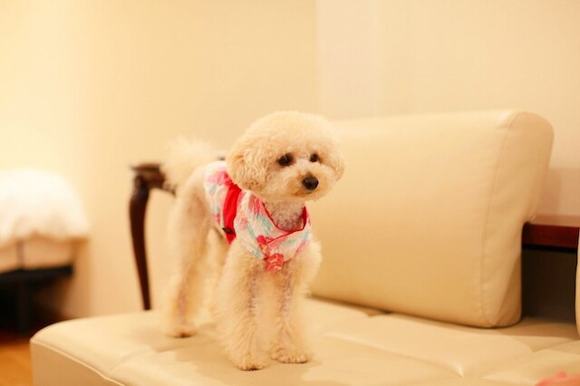 美と健康のまち Cosmic Town