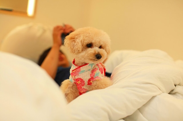 美と健康のまち Cosmic Town