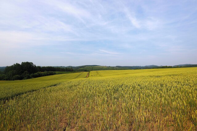STARRY SKY COTTAGE 17