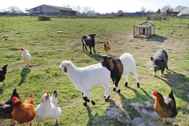 セミ デタッチド ハウス, バシリー