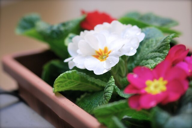 イル クアドリフォーリオ ルーム & スイート