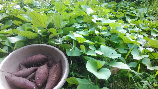 ペンション スーベニール