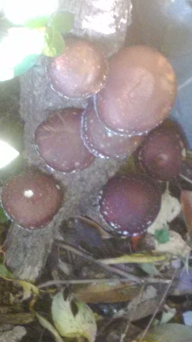 ペンション スーベニール