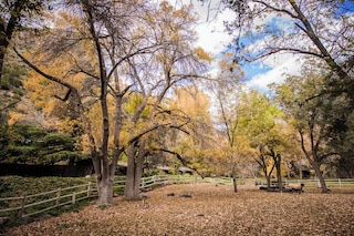 ブライアー パッチ イン