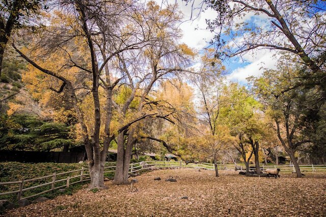 ブライアー パッチ イン