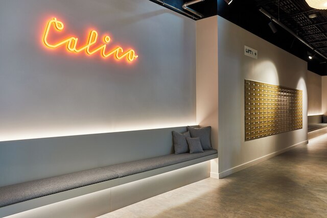 スチューデント オンリー カリコ