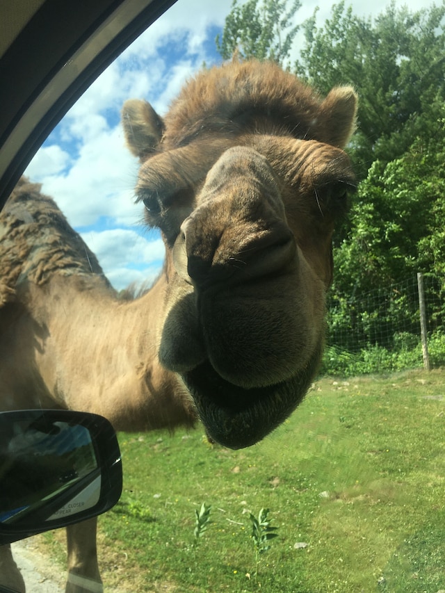 ロス バンビーノス ハリウッド