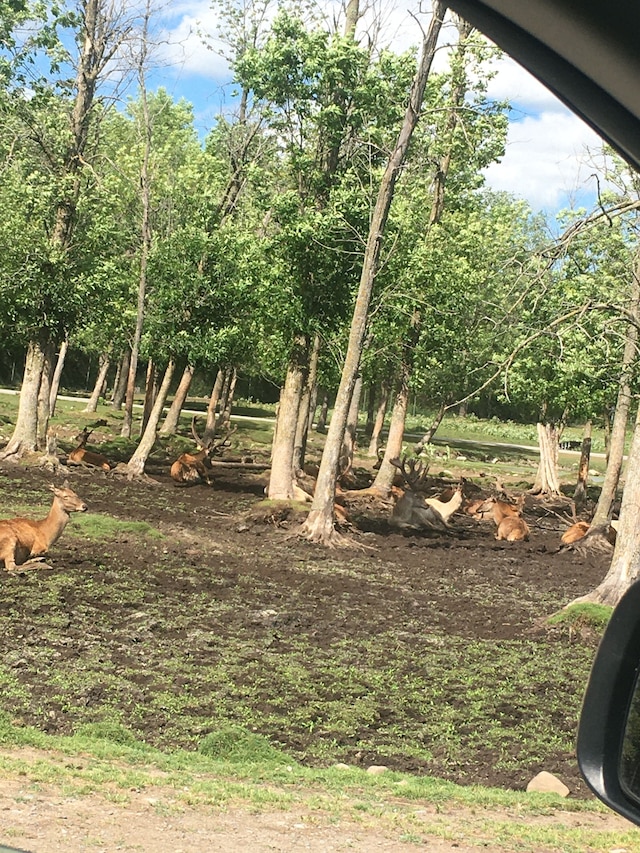 ロス バンビーノス ハリウッド
