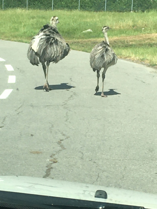 ロス バンビーノス ハリウッド