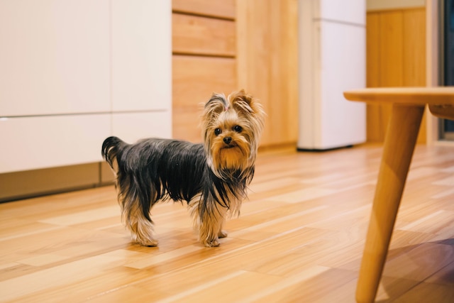 美盧・伏見稲荷邸北館