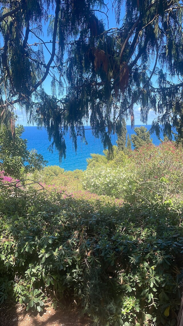 ブーゲンビル ホーム モンデッロ