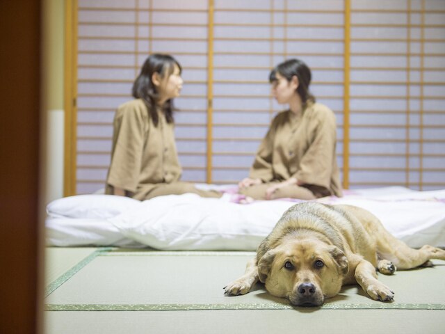 松阪わんわんパラダイス 森のホテルスメール