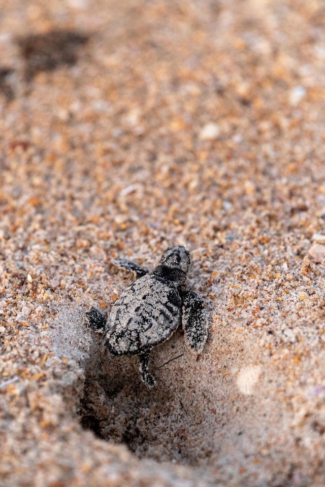 パイレーツ コーブ 221