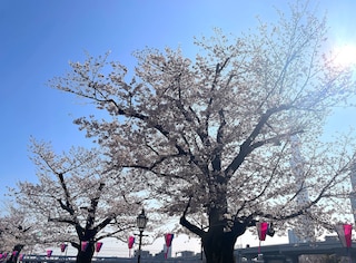 ホテル アマネク 浅草桜橋