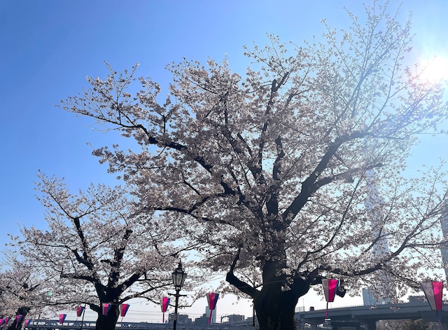 ホテル アマネク 浅草桜橋