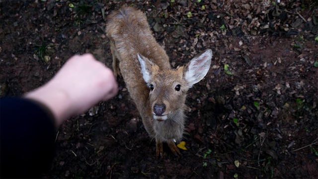 Yueyin Chongqing Courtyard