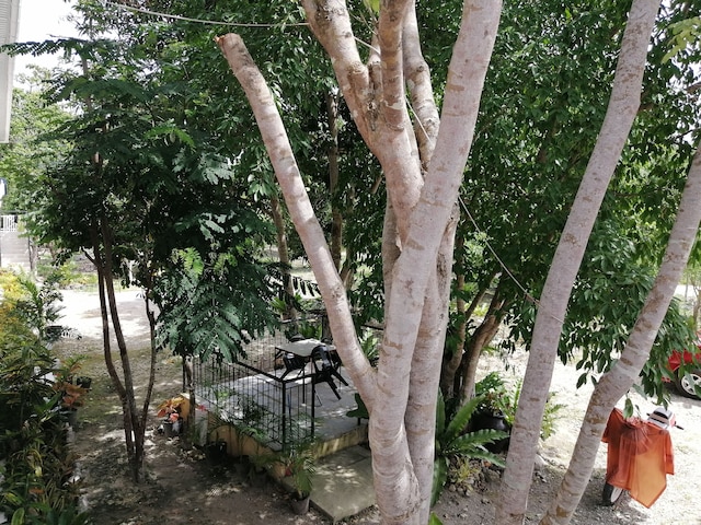 アルミラ ダイビング リゾート