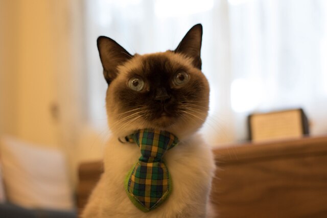 スモーキー キャット B&B