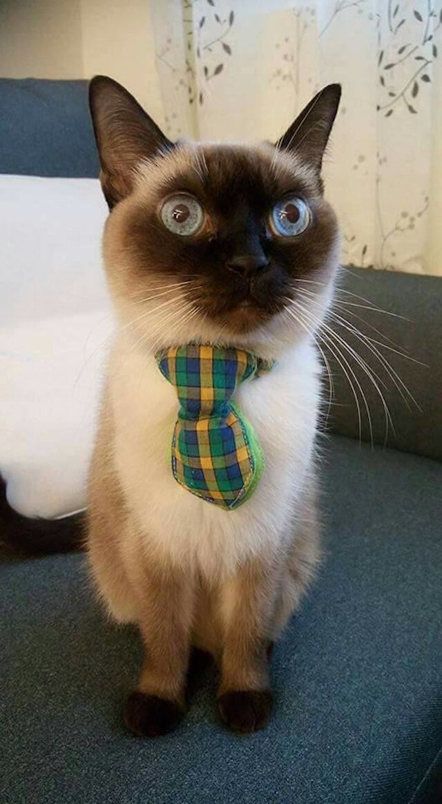 スモーキー キャット B&B