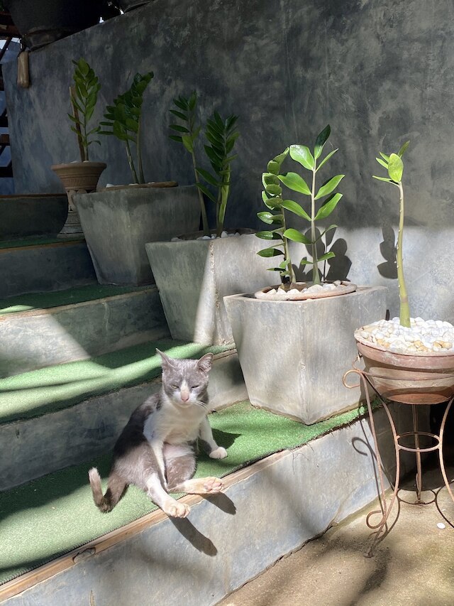 ファミリー ハウス アット パイ