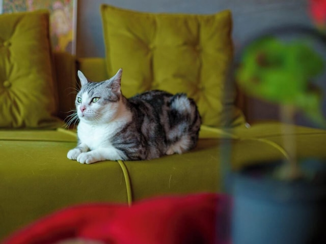 M Panda Tower Boutique Chengdu