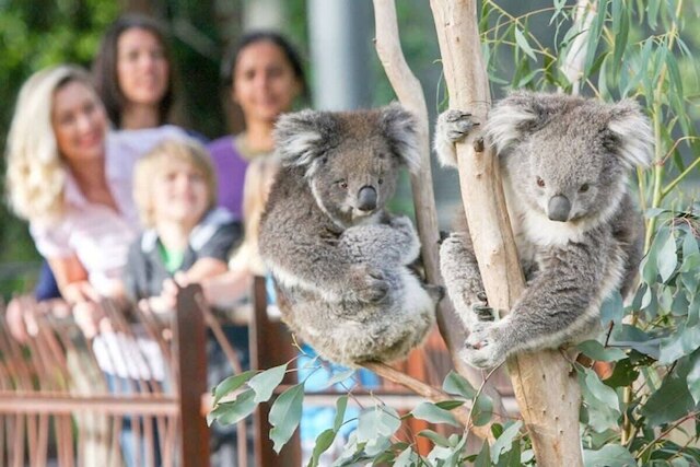 ア 3ベッドルーム アパートメント ネクスト トゥ メルボルン ズー, フリー パーキング