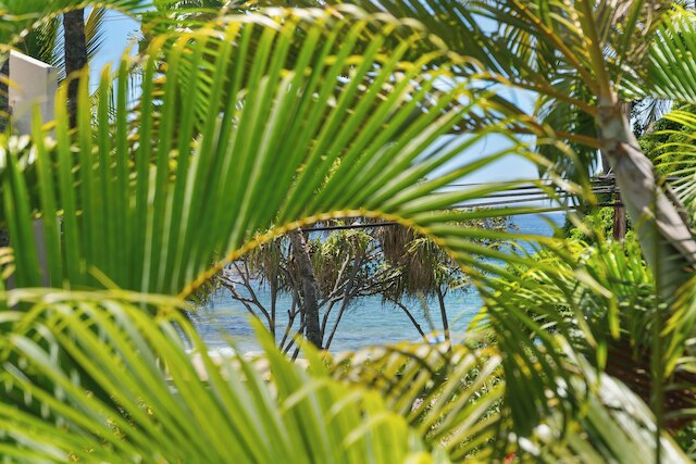 マウイ バニアン A-202