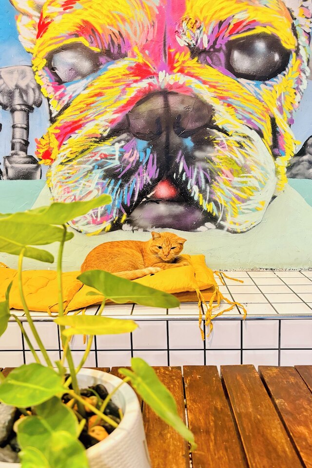 The Yak Cozy Chiang Mai