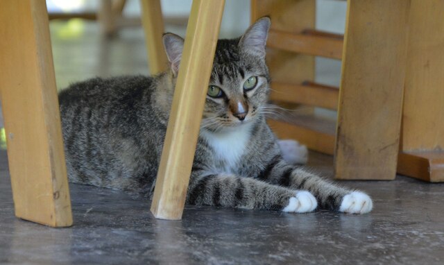 レイヴン ブルー