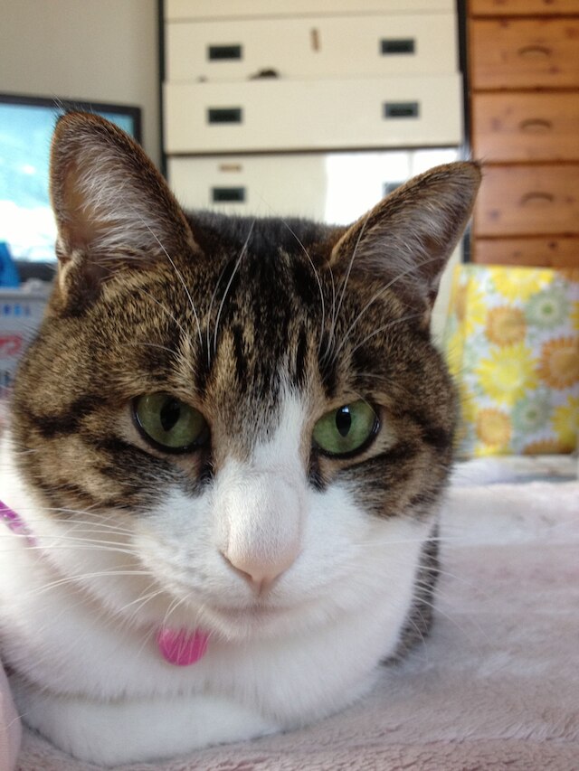 ゲストハウス 白浜 R café - 女性専用