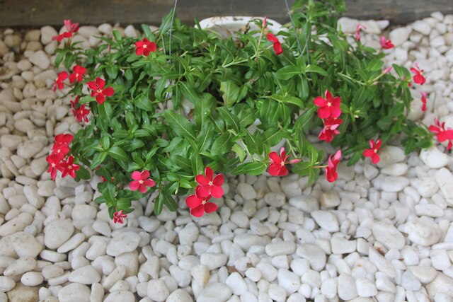 アン バン ヴェラ ホームステイ