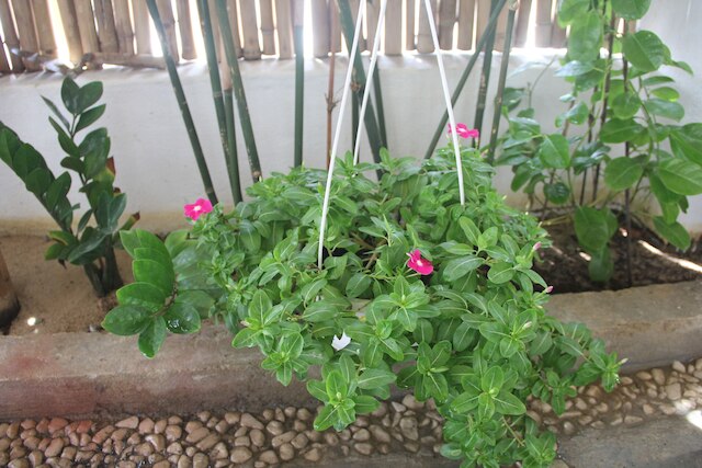 アン バン ヴェラ ホームステイ